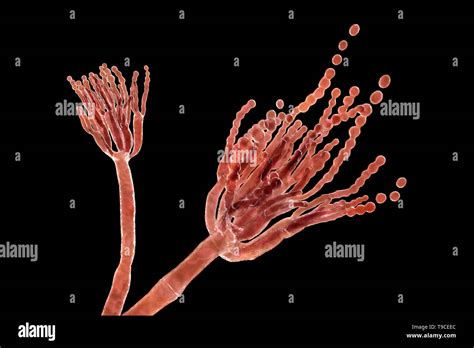 Penicillium roqueforti hi-res stock photography and images - Alamy