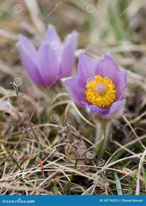 pasque flower plant 9