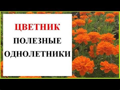 Однолетники без рассады - YouTube