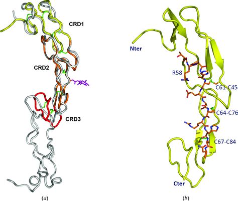 Iucr Crystal Structure Of Cd27 In Complex With A Neutralizing