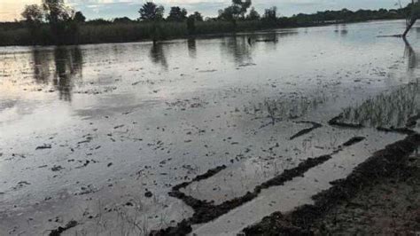 Puluhan Hektar Tanaman Bawang Merah Di Manggarai Timur Terendam Banjir