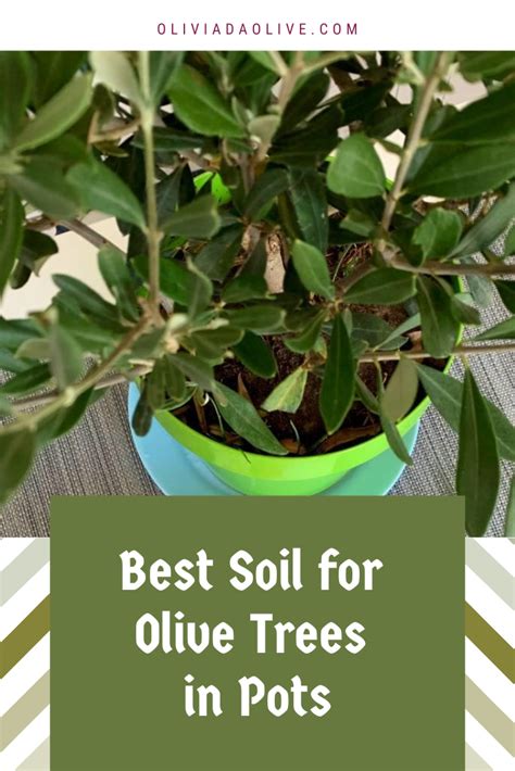 What Is The Best Soil For Olive Trees In Pots Beginners Guide Olive