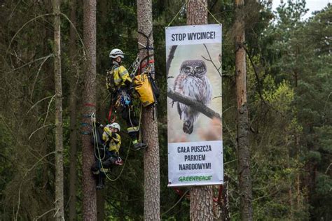 Blokada wycinki w Puszczy Białowieskiej Sozosfera ochrona środowiska