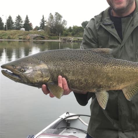 List Of Fish Species In Lake Chelan Updated Pond Informer