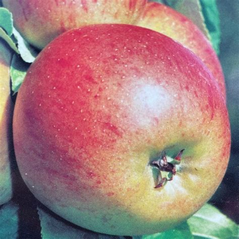 Vente en ligne de pommiers Malus domestica À l ombre des figuiers