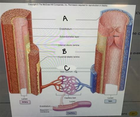 Anatomy LAB Ch 24 Histology Of Blood Vessels Flashcards Quizlet