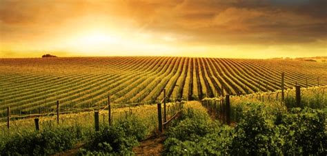 Beautiful Fields With Fruits Royalty Free Images Stock Photos