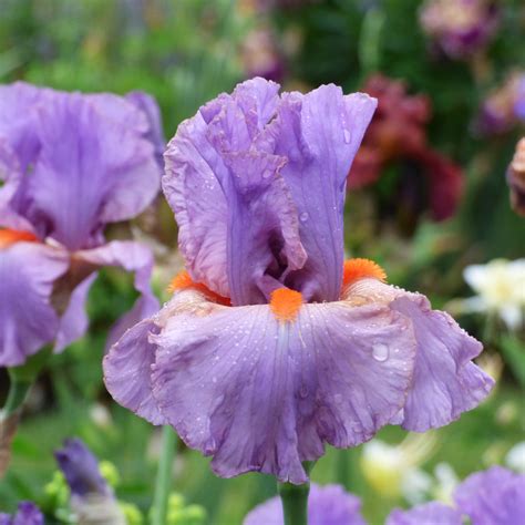 Iris Germanica Snappy Dresser White Flower Farm