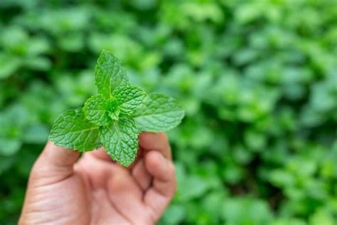 Come Coltivare La Menta In Casa