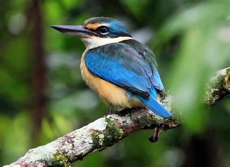 Daintree Waters Tour River Cruise Cassowary Falls