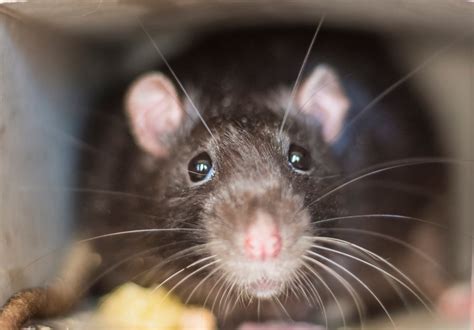 8 Surprising Facts About Rats Pointe Pest Control Chicago