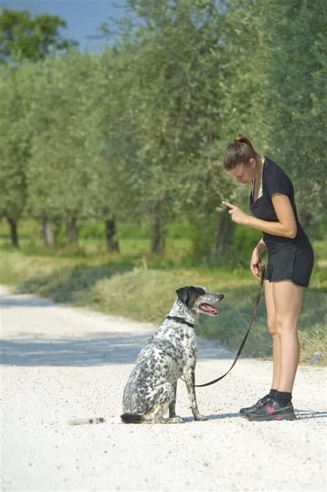 Apprendre à son chien à ne pas bouger trucs et astuces simples