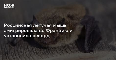 Российская летучая мышь эмигрировала во Францию и установила рекорд — Нож