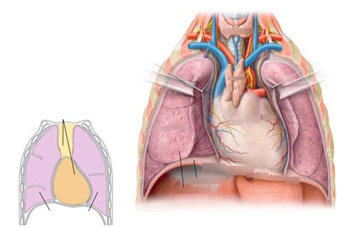 Anatomy Lab 4.17: Divisions of the Thoracic Cavity Diagram | Quizlet