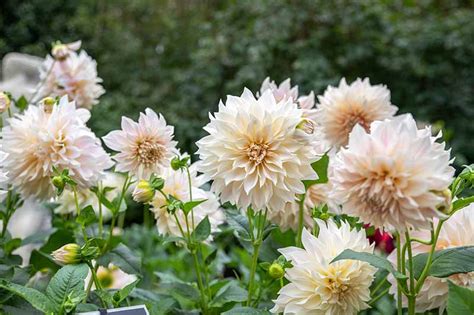 Dahlia Flower Types: A Guide to Dahlia Classification | Gardener’s Path