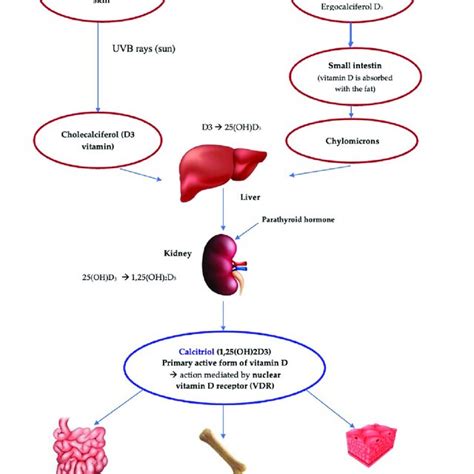 Schematic Representation Of Vitamin D Sources And Metabolism Download Scientific Diagram