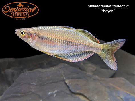 Keyen Rainbowfish Melanotaenia Fredericki Shop Imperial Tropicals