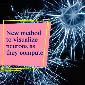 New Method To Visualize Neurons As They Compute