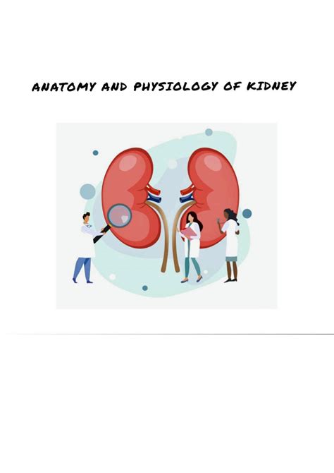 SOLUTION: Anatomy and physiology of kidney - Studypool