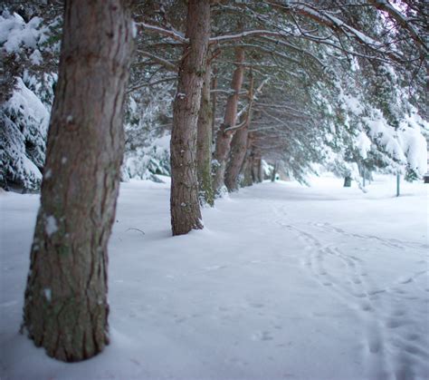 A Narnia Winter Wonderland in Montana