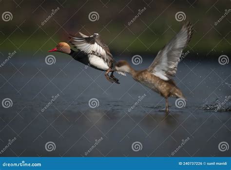 Red Crested Pochard Flight Stock Photo Image Of Wildlife 240737226