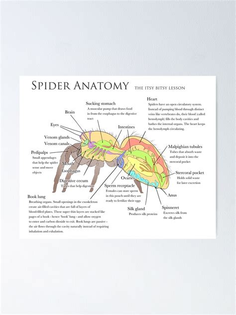 Spider Digestive System Plenty Of Room At The Bottom American