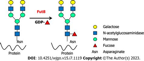 Core Fucosylation And Its Roles In Gastrointestinal Glycoimmunology