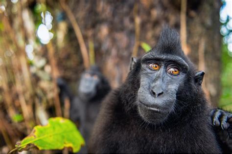 Pro Crested Black Macaque New England Primate Conservancy