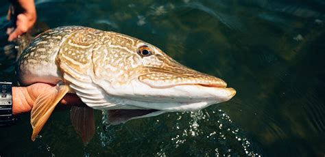 Wollaston Lake Lodge Northern Saskatchewan About The Fish