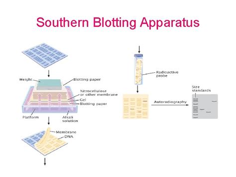 Nucleic Acid Hybridization Nucleic acid hybridization is a