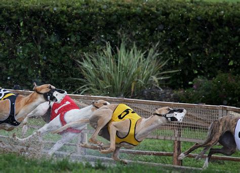 Greyhound racing in the U.S. is coming to an end