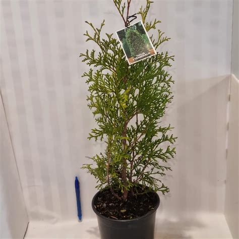 Thuja Occidentalis Pyramidali L Lushingtons