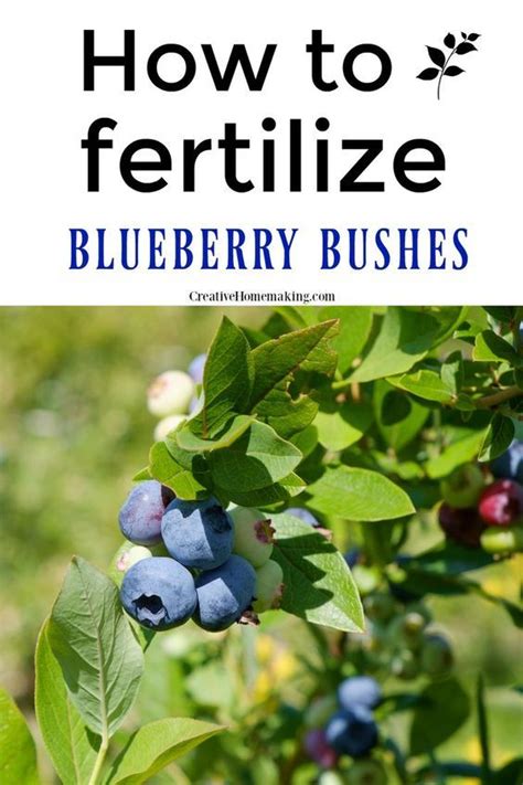 How To Fertilize Blueberry Bushes In 2020 Healthy Garden Berry