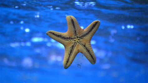 Starfish Underwater Swim 4k HD Wallpaper