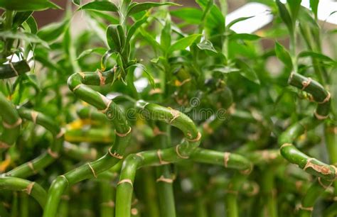 Lucky Bamboo, Small Plants in a Vase To Decorate the House and Office ...