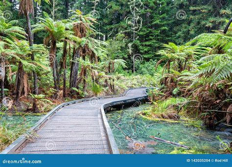 Rotorua Redwoods Forest in New Zealand Stock Photo - Image of tourists ...