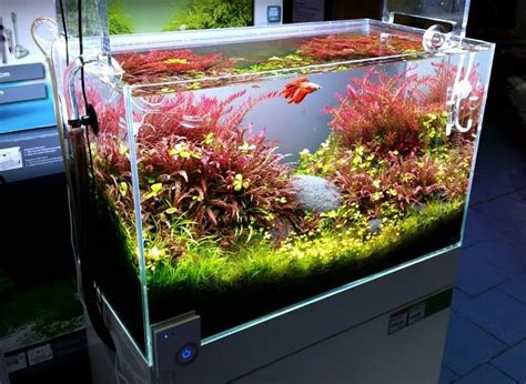 Timeline Photos Wabi Kusa Paludar Um Aquascaping Terrarium