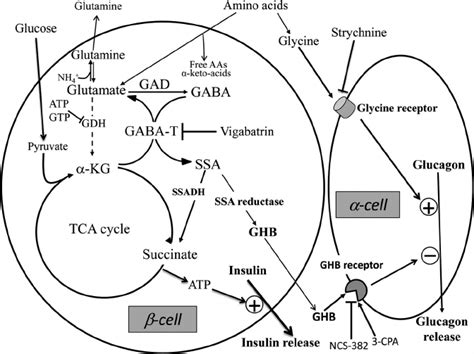 effects  glycine  ghb  glucagon secretion