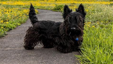 Informasi Ras Anjing Scottish Terrier Anjingpedia