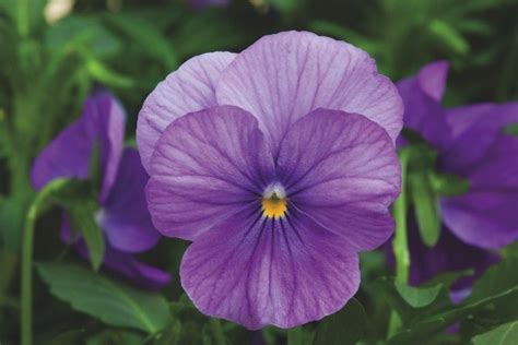 Viola Penny Lavender Shades Pansies Bedding Plants Flowers