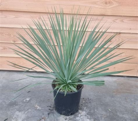 Yucca Rostrata 80cm Acheter