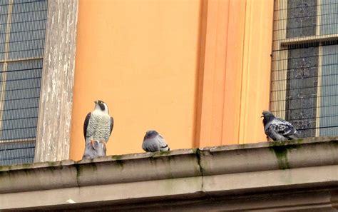 Staffordshire Photo: Pigeons defy Bethesda 'hawk'