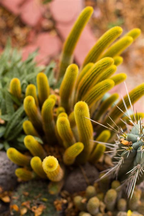 Rat Tail Cactus Me Setup Epic