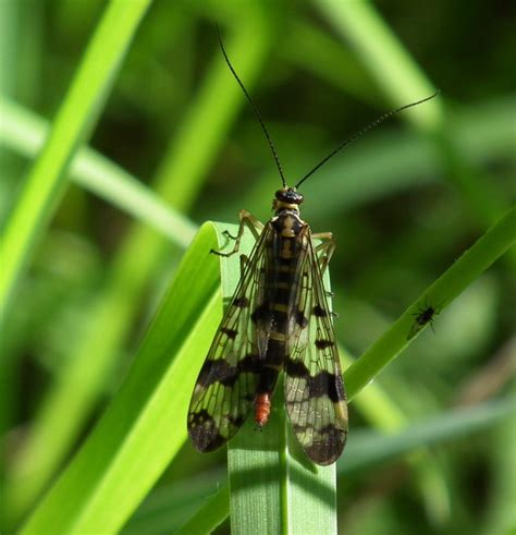 Réf 120368 INSECTA Mecoptera Panorpidae Panorpa sp