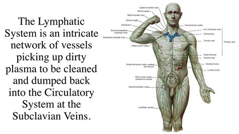 Lymphatic And Immune System Lecture Youtube