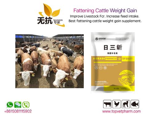 Improve Livestock Fcr Increase Feed Intake Best Fattening Cattle