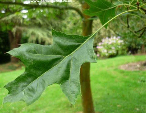 How To Identify Different Types Of Oak Trees