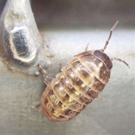 Armadillidium Vulgare Gew Hnliche Kugelassel Armadillidiu Flickr