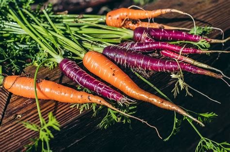 The First Carrot Harvest