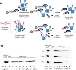 A Ap 2 Pull Down Assay A Gst Amphiphysin Fusion Protein Was Linked